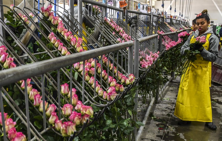 San Valentín, un alivio para la crisis de Cúcuta