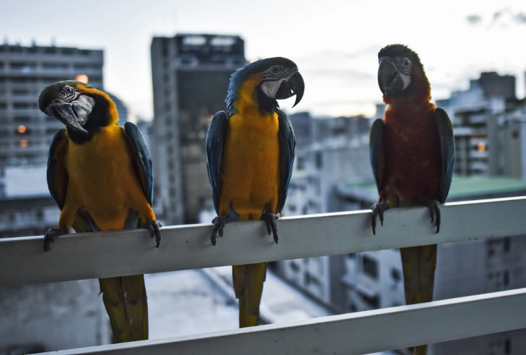 El espectáculo cromático de las guacamayas en la agitada Caracas