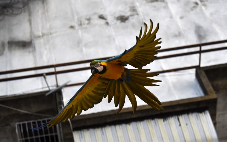 El espectáculo cromático de las guacamayas en la agitada Caracas