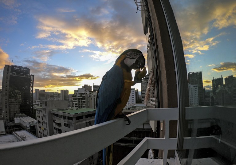 El espectáculo cromático de las guacamayas en la agitada Caracas