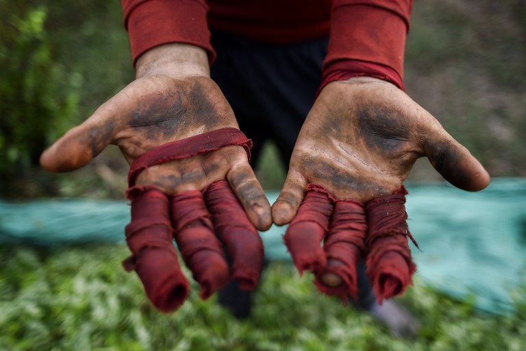 Narcocultivos en Colombia, el insospechado destino de migrantes venezolanos