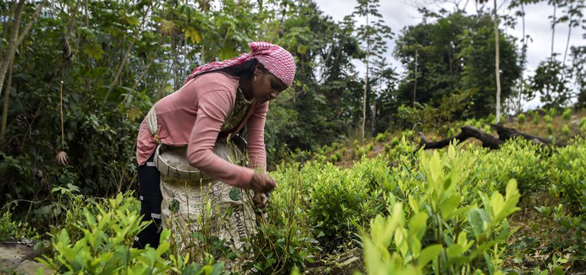 Narcocultivos en Colombia, el insospechado destino de migrantes venezolanos