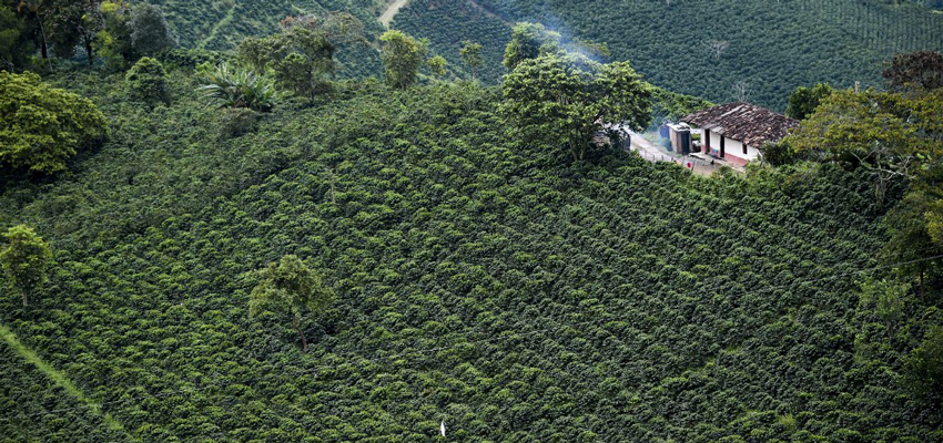 cafetal-colombia-santuario