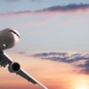 Copa Airlines retomará operaciones en Venezuela el 1 de mayo