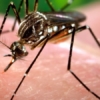 Casos de dengue en Venezuela aumentaron 93% el año pasado, según la ONU