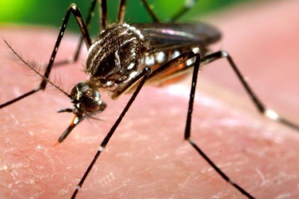 Casos de dengue en Caracas aumentaron 37% en una semana, según Monitor Salud