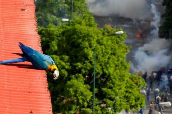 Afirman que gases lacrimógenos afectan la flora y fauna urbana