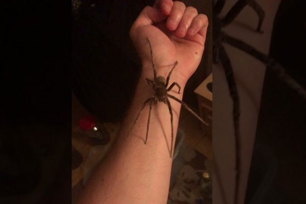Vea el escalofriante video de un hombre sosteniendo la araña más venenosa del mundo