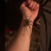Vea el escalofriante video de un hombre sosteniendo la araña más venenosa del mundo