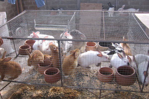 Maduro crea «Plan Conejo» para garantizar el consumo de proteína animal en el país