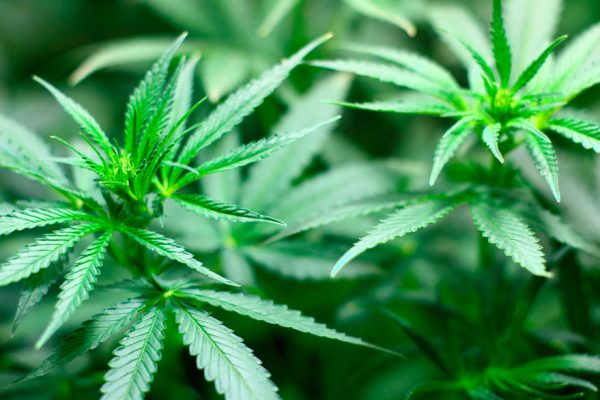 Gran Bretaña autorizará el cannabis terapéutico en noviembre