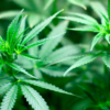 Gran Bretaña autorizará el cannabis terapéutico en noviembre