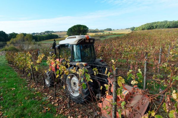 Producción mundial de vino en su peor nivel en 50 años
