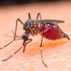 Detectaron casi 90 casos de malaria en un municipio del estado Amazonas