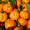 Seis beneficios de la mandarina para tu salud