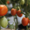 Plan de Heinz proyecta aumentar 50% producción de tomate