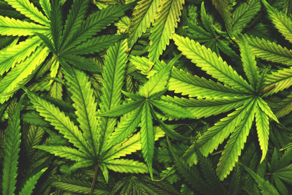 Ingrediente del cannabis funcionaría como tratamiento antipsicótico
