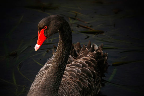 El cisne negro que sacude los mercados