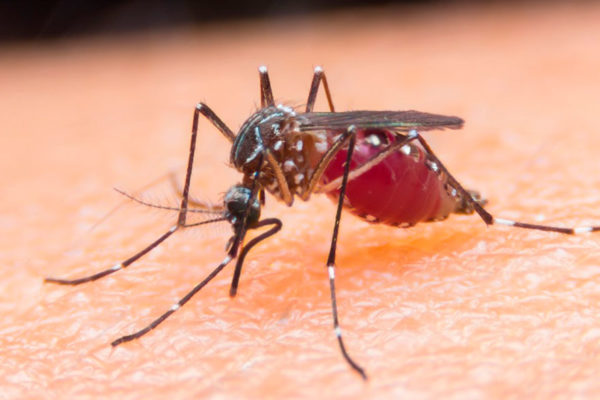 Detectaron casi 90 casos de malaria en un municipio del estado Amazonas