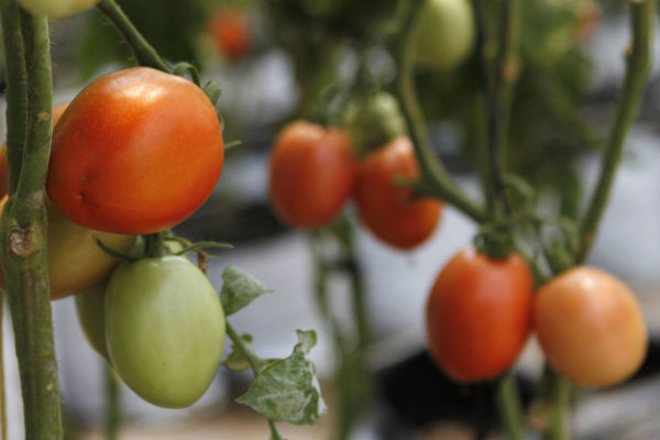 Plan de Heinz proyecta aumentar 50% producción de tomate