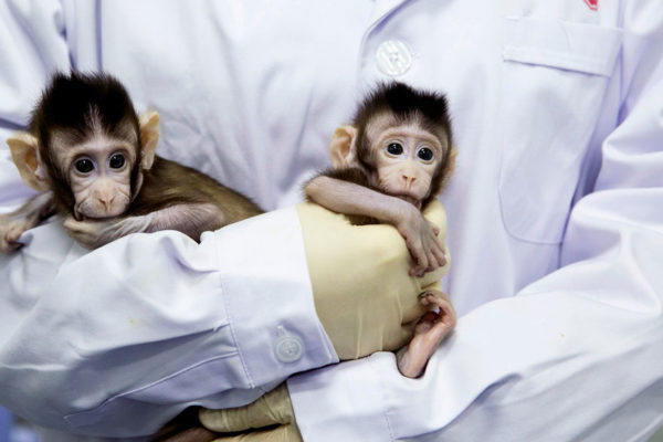 Científicos chinos clonan a dos monos con método de Dolly
