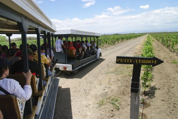 Bodegas Pomar abre inscripciones para su primera vendimia de 2019