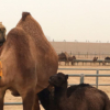 Emiratos Árabes pone a la venta leche de camello para bebés