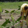 Fedeagro: Gobierno debe proveer insumos para recuperar siembra