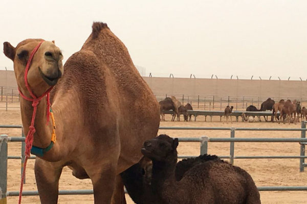 Emiratos Árabes pone a la venta leche de camello para bebés