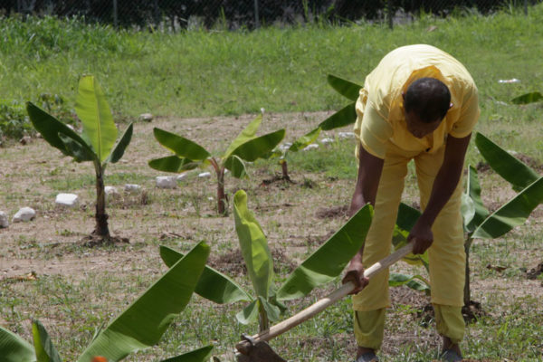 Entregan Bs 100 millones para plan agroindustrial penitenciario