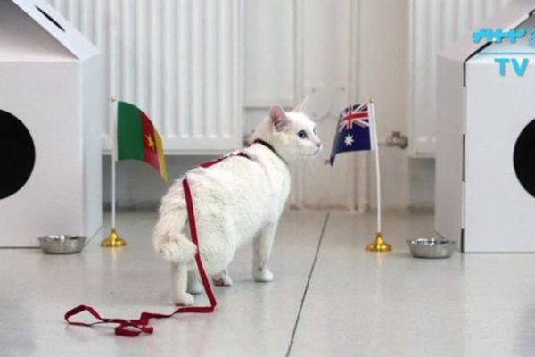 Un gato blanco y sordo será el pronosticador oficial de Rusia 2018