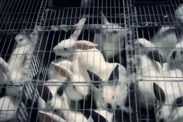 Comuna criará conejos en antiguo galpón de El Nacional