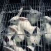 Comuna criará conejos en antiguo galpón de El Nacional