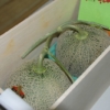 Dos melones vendidos por un récord de $29.000 en Japón