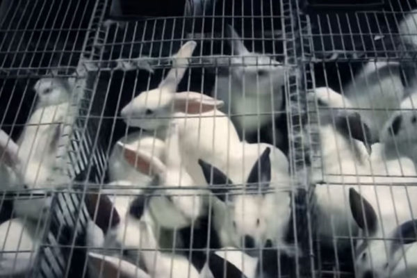 Primer centro de cunicultura espera producir 2,5 millones de conejos