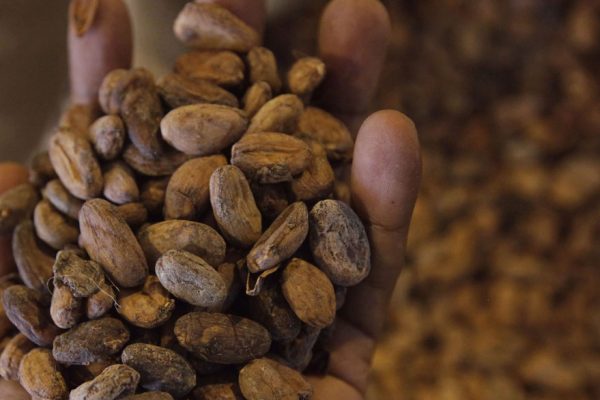 Venezuela exporta 150 toneladas de cacao