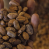 Cacao, crustáceos y ron lideran bienes más exportados en 2019