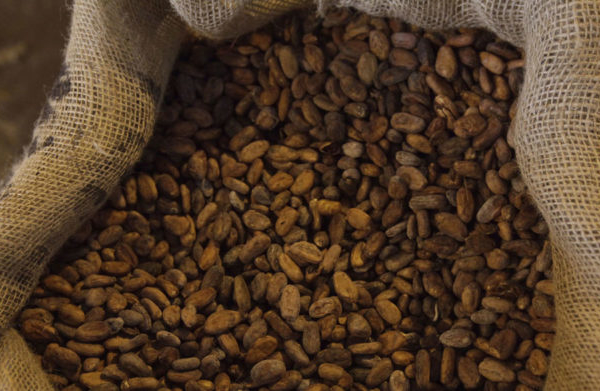 Aprueban nuevas normas Covenin de calidad para café y cacao
