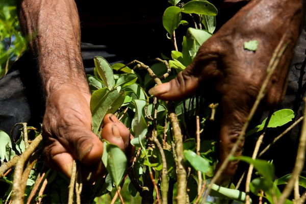 EEUU: Colombia cerró 2017 con récord de narcocultivos