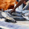 Interceptan en Brasil un barco con 15 venezolanos a bordo por pesca ilegal