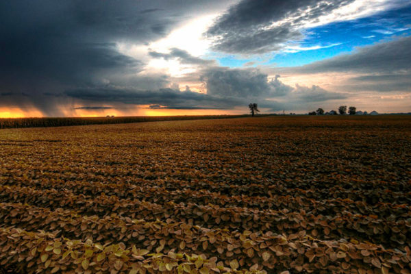 WWF: La agricultura no está preparada para el cambio climático