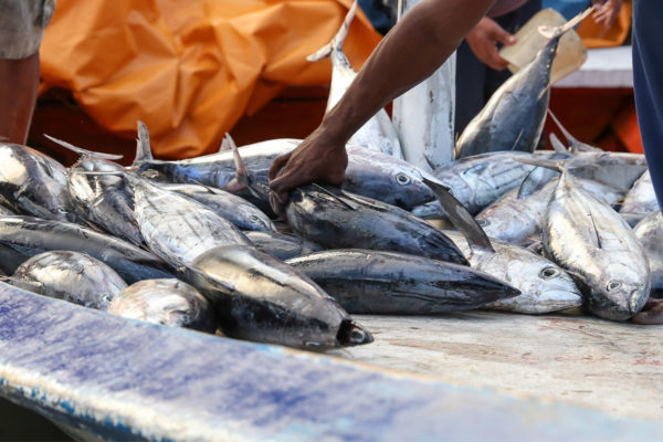 Ministerio de Pesca aumentará a 335.000 toneladas la producción en 2020