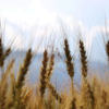 Mala cosecha en Argentina hunde expectativas de suministro global de trigo