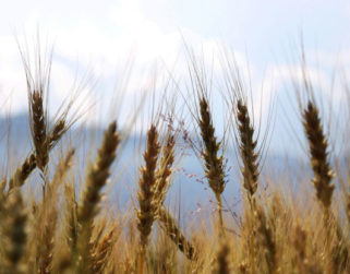 La gran incertidumbre sobre la producción de trigo en Ucrania alarma a la FAO