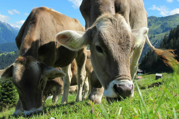 Venezuela suspende importación de animales de Colombia