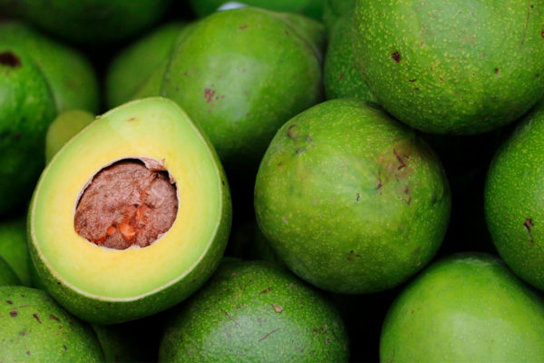 Michoacán asegura que volverá a exportar aguacate a Estados Unidos muy pronto