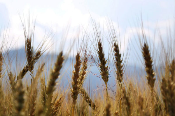 La sequía dispara el precio del trigo en los mercados mundiales