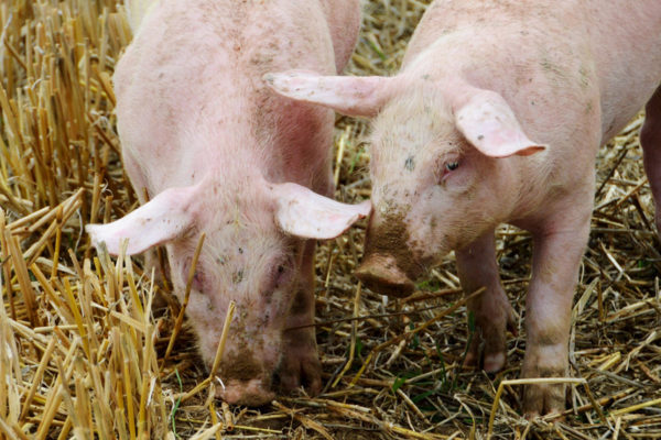 FAO alerta sobre riesgo de propagación de peste porcina africana en América Latina