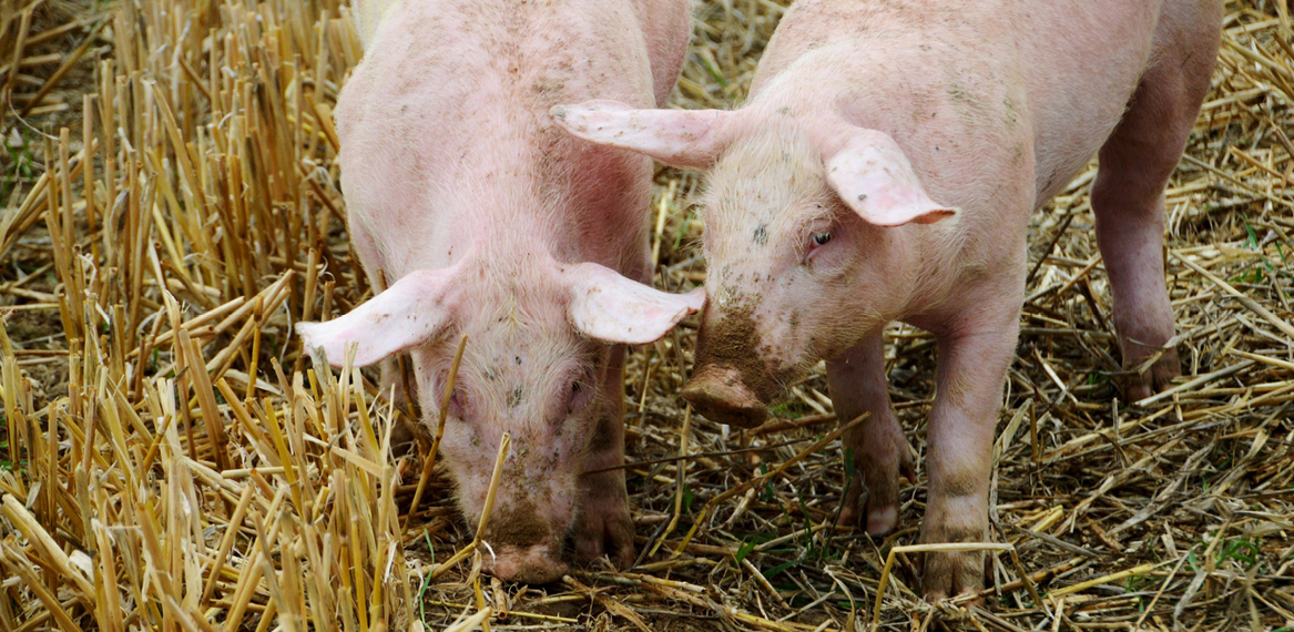 Carne de cerdo entra ilegalmente a Venezuela sin control sanitario de las autoridades nacionales