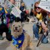 Cientos de perros ladran en Londres contra el Brexit